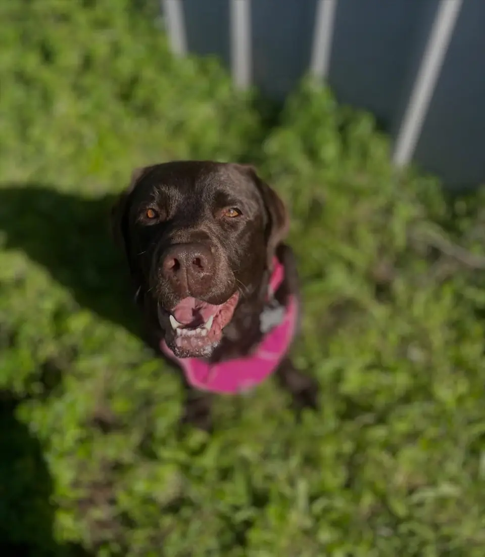 Dog enjoying supervised in-home care
