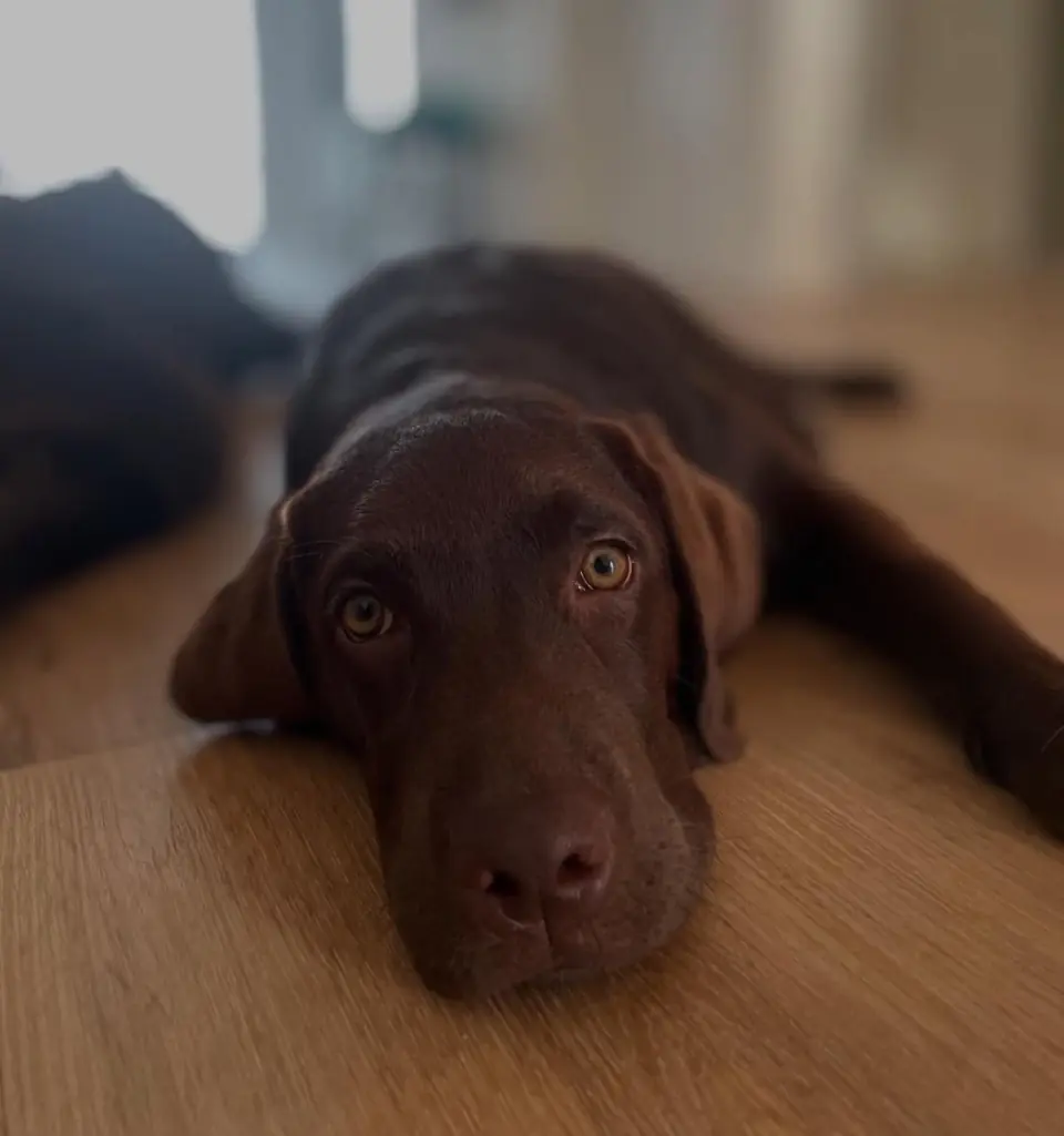 Dog relaxing in a calm home-style Tails & Trails setting in Ericeira